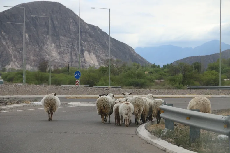 Animales sueltos en las rutas: qué responsabilidad legal tienen los dueños ante un accidente fatal - Medios Provincia